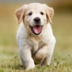 cute puppies wallpaper android application logo